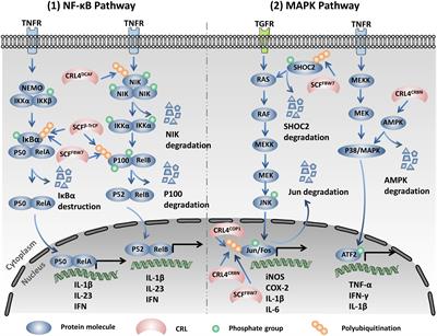 Advances in the potential roles of Cullin-RING ligases in regulating autoimmune diseases